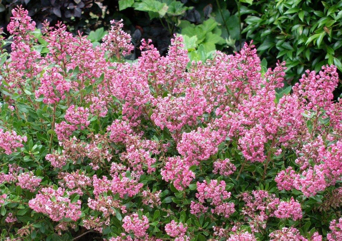 Escallonia x exoniensis - Hedge with an Edge® DARK PINK