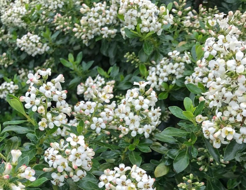 Escallonia - Hedge with an Edge® WHITE