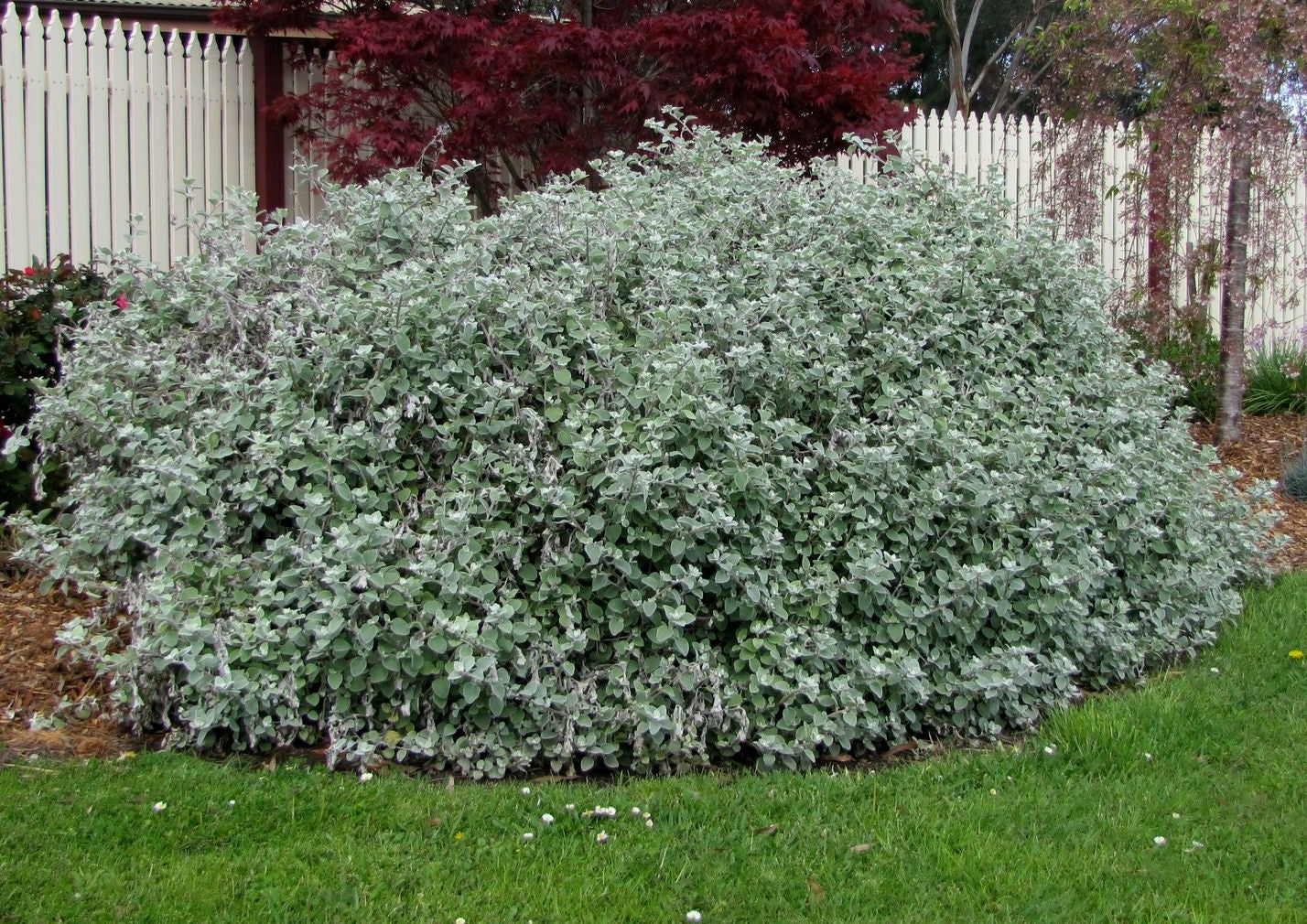Helichrysum petiolare - HI HO SILVER - Liquorice Plant
