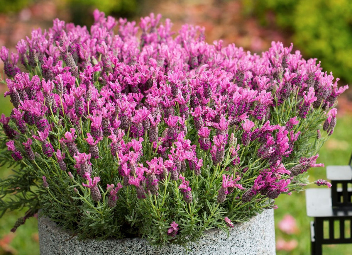 Lavandula pedunculata - LAVINNOVA® BUBBLEBERRY RUFFLES - Lavender