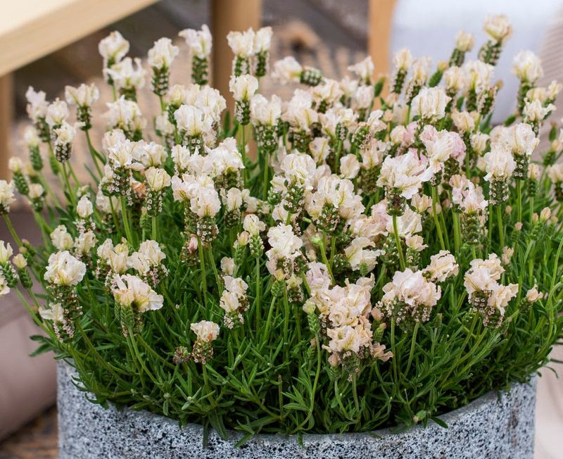 Lavandula pedunculata - LAVINNOVA® VANILLABERRY RUFFLES - Lavender