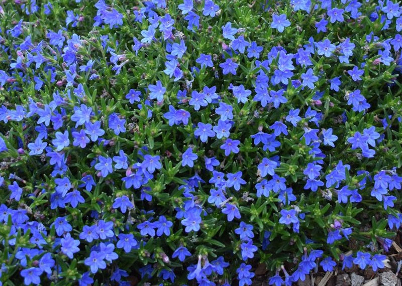 Glandora diffusa - GRACE WARD - Purple Gromwell