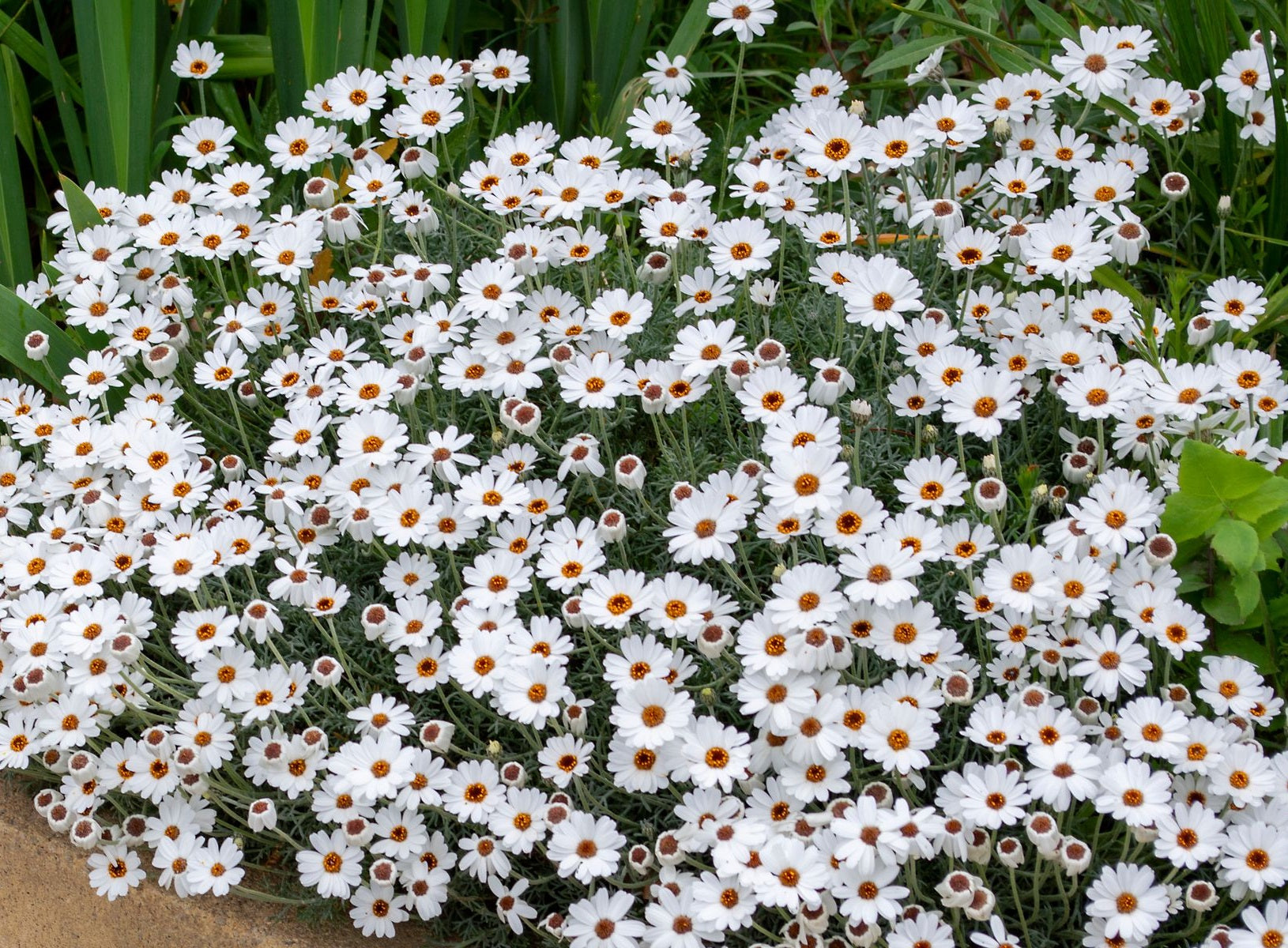 Rhodanthemum - AFRICAN EYES - Moroccan Daisy