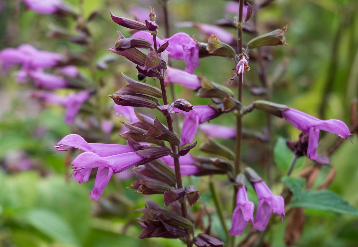 Salvia - Fisher™ ELEGANCE - Sage
