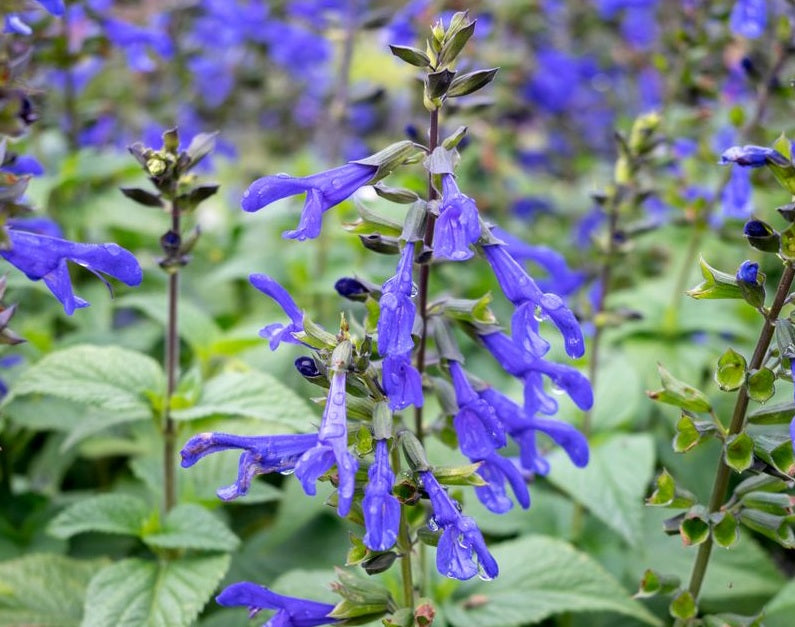 Salvia - Fisher™ OCEAN BLUE - Sage