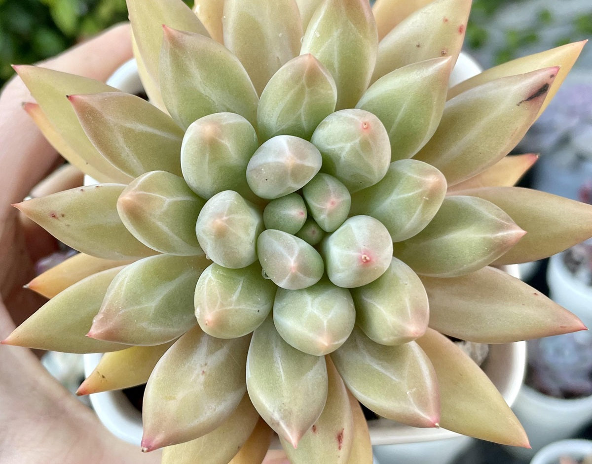 Pachyveria - ANGELS FINGER