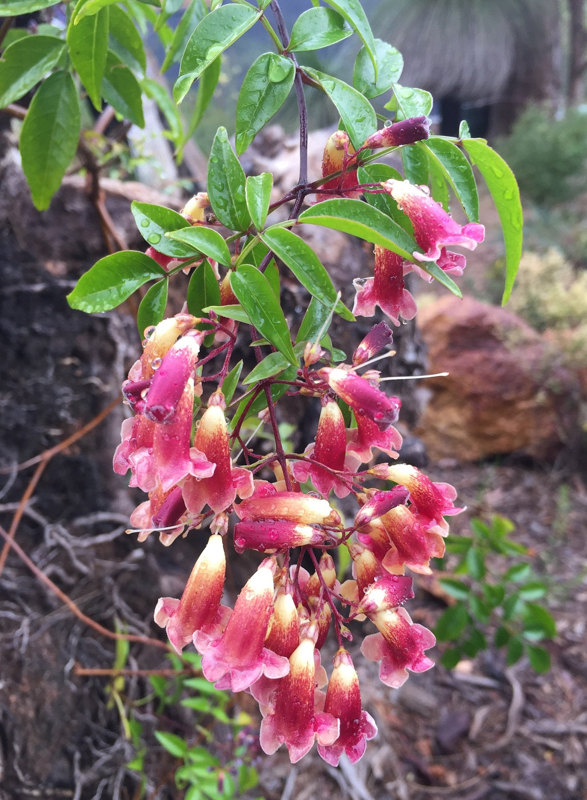 Pandorea pandorana - RUBY BELLS - Wonga Wonga Vine
