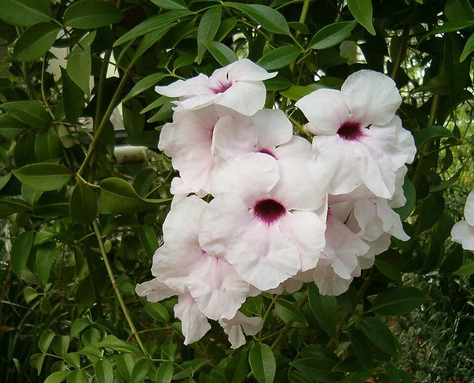 Pandorea jasminoides - Bower of Beauty