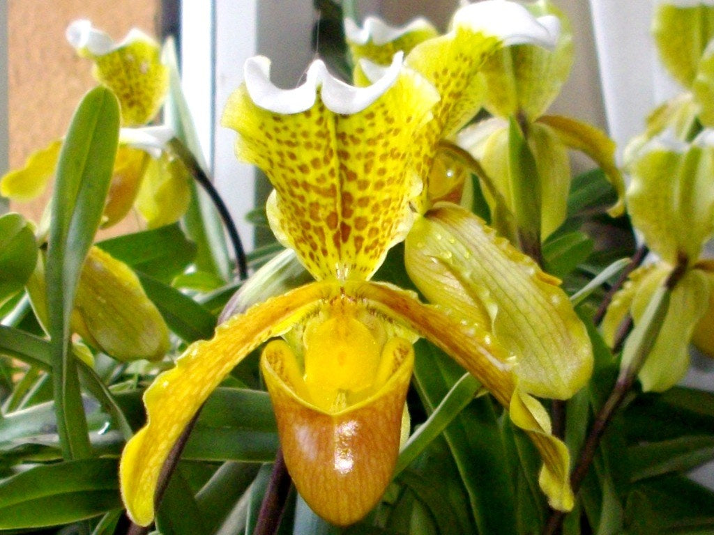 Paphiopedilum insigne - Splendid Slipper Orchid