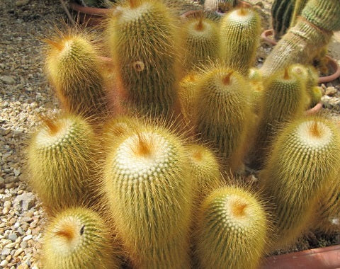 Parodia lenninghausii - Golden Ball Cactus