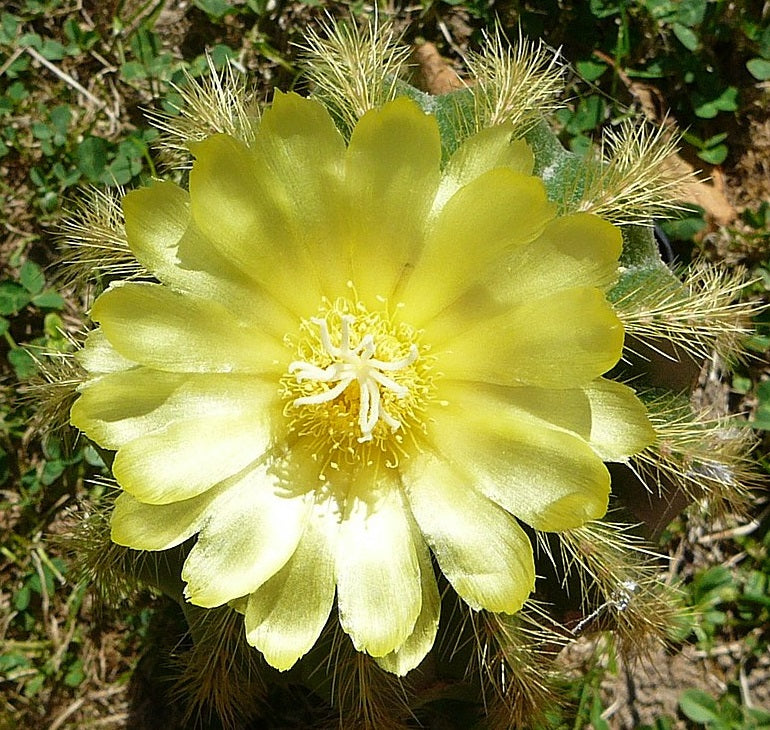 Parodia magnifica - Balloon Cactus