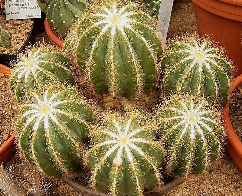 Parodia magnifica - Balloon Cactus