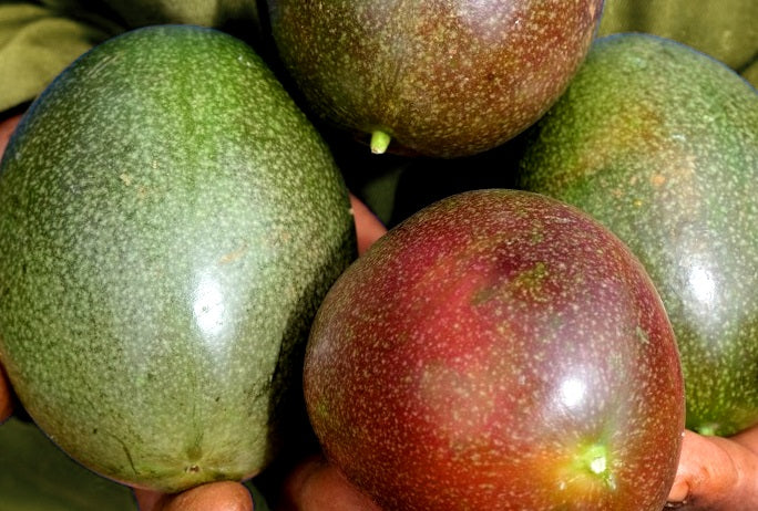 Passiflora edulis - BIG BOPPA - Passionfruit