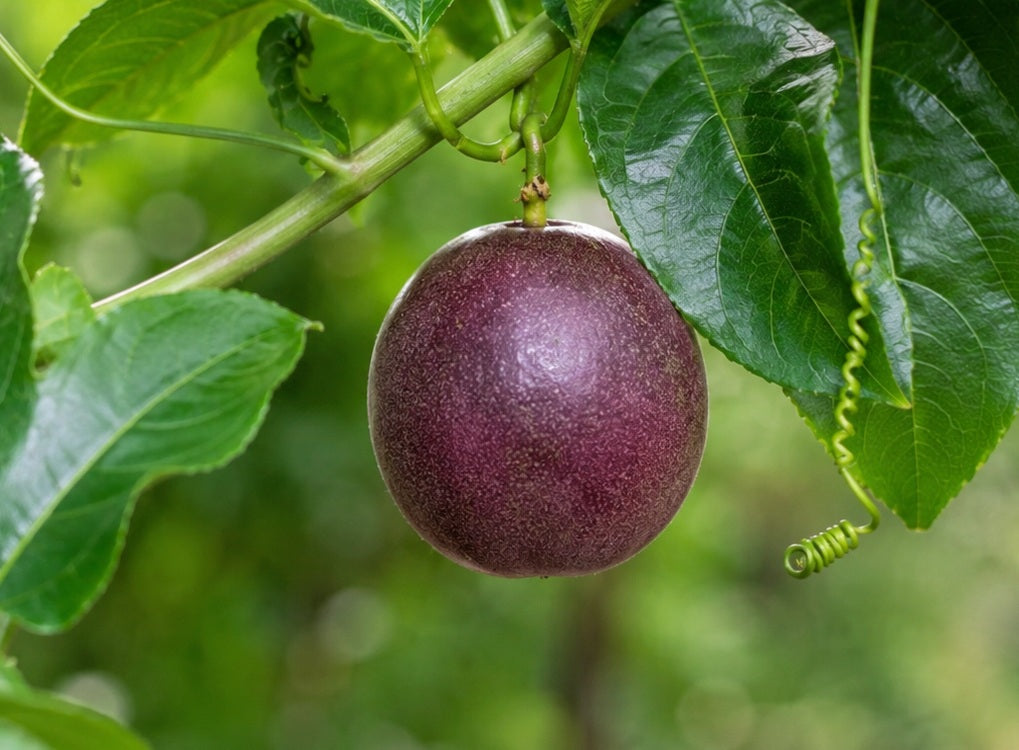 Passiflora edulis - SWEETHEART - Passionfruit