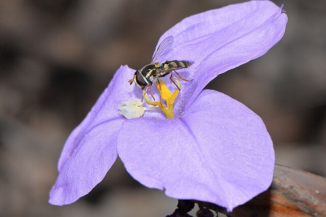 Patersonia occidentalis - Purple Flag