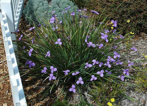 Patersonia occidentalis - Purple Flag