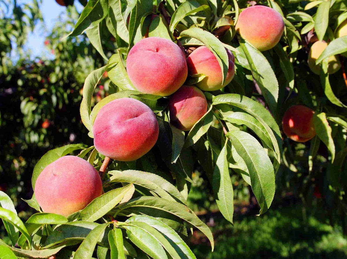 Prunus persica - O HENRY - Dwarf Peach
