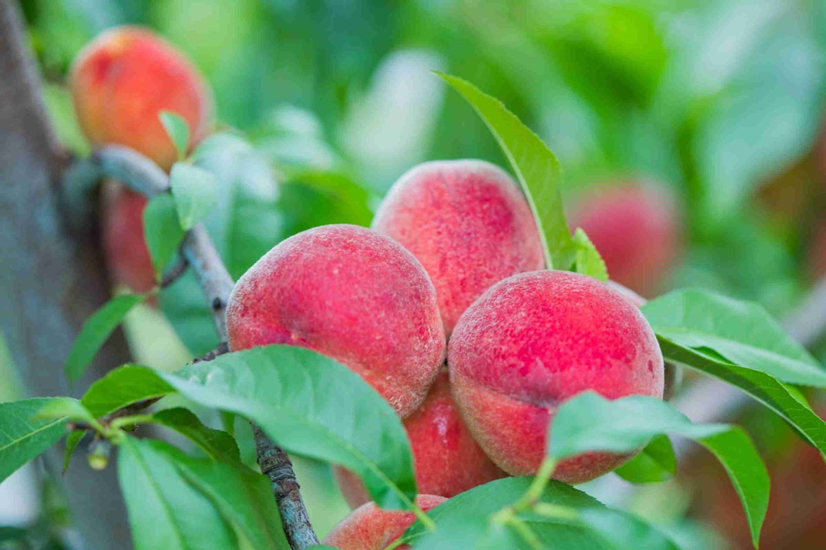 Prunus persica - WHITE GOLD™ - Dwarf Peach