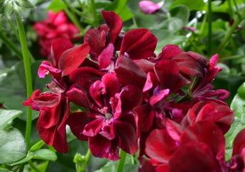 Pelargonium peltatum - Great Balls of Fire® BURGUNDY - Ivy Geranium