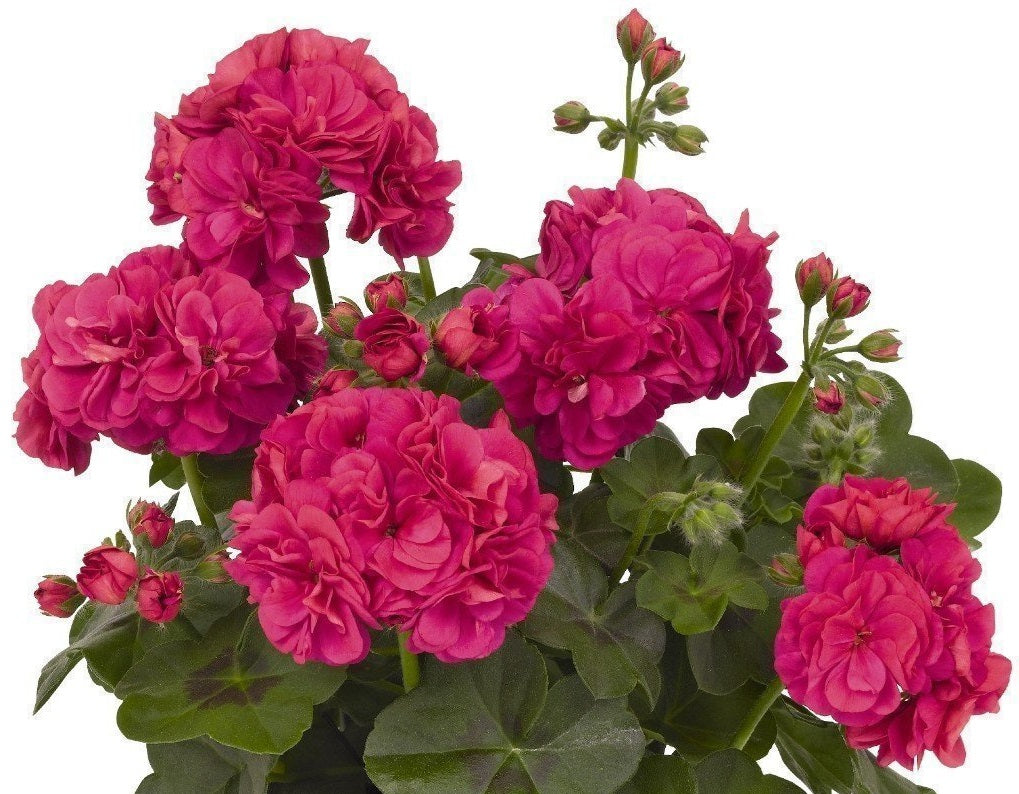 Pelargonium peltatum - Great Balls of Fire® DEEP ROSE - Ivy Geranium
