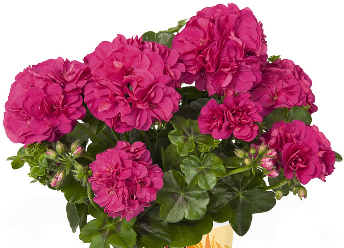 Pelargonium peltatum - Great Balls of Fire® VIOLET BLUE - Ivy Geranium