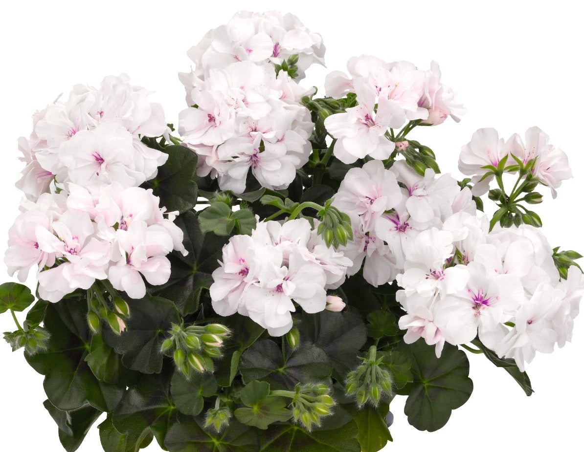 Pelargonium peltatum - Great Balls of Fire® WHITE - Ivy Geranium