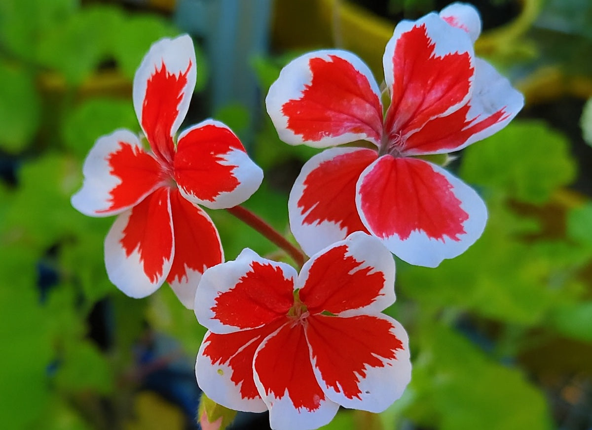 Pelargonium x hybridum - MR WREN - Garden Geranium