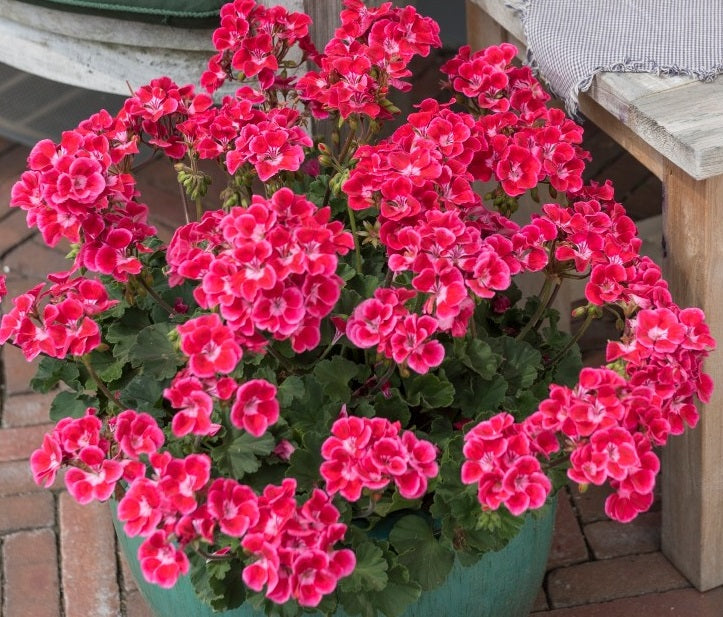 Pelargonium x hybridum - Savannah® TEXMEX RUBY - Garden Geranium