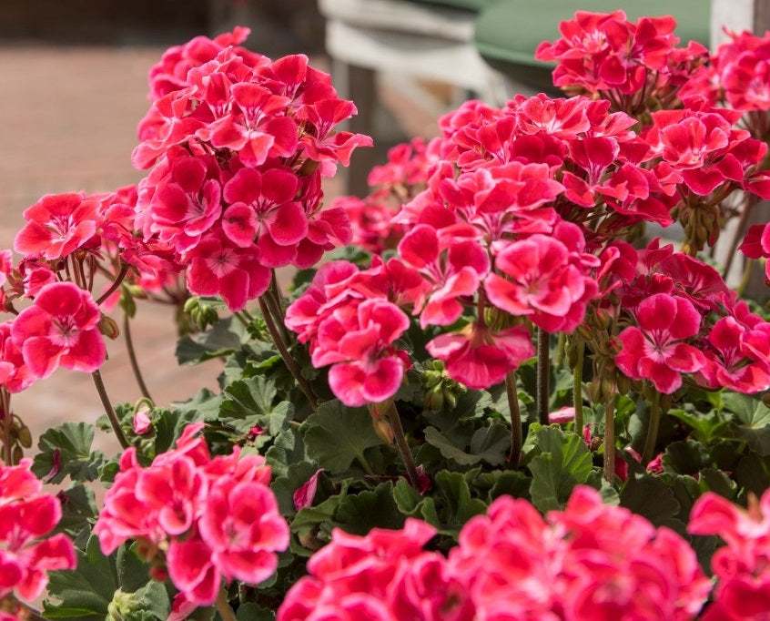 Pelargonium x hybridum - Savannah® TEXMEX RUBY - Garden Geranium