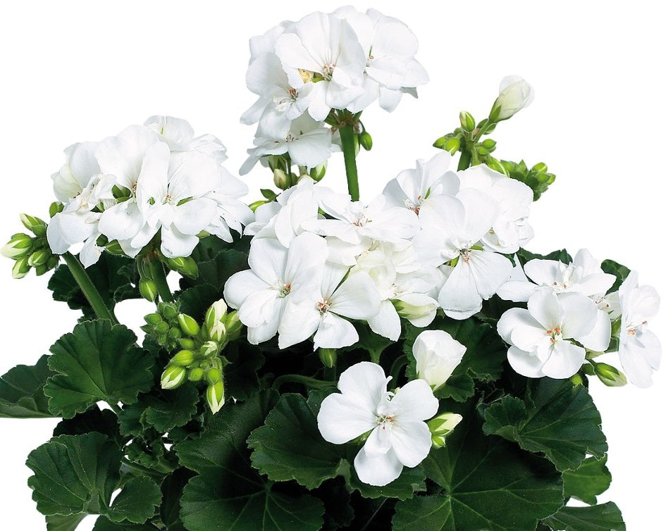 Pelargonium x hybridum - Savannah® WHITE - Garden Geranium