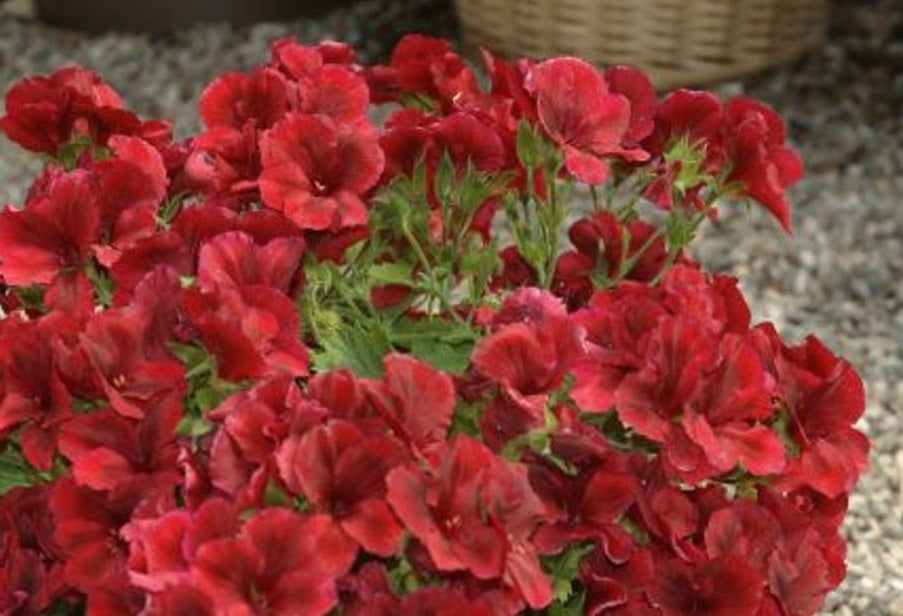 Pelargonium x domesticum - SOLSTICE RED - Regal Pelargonium