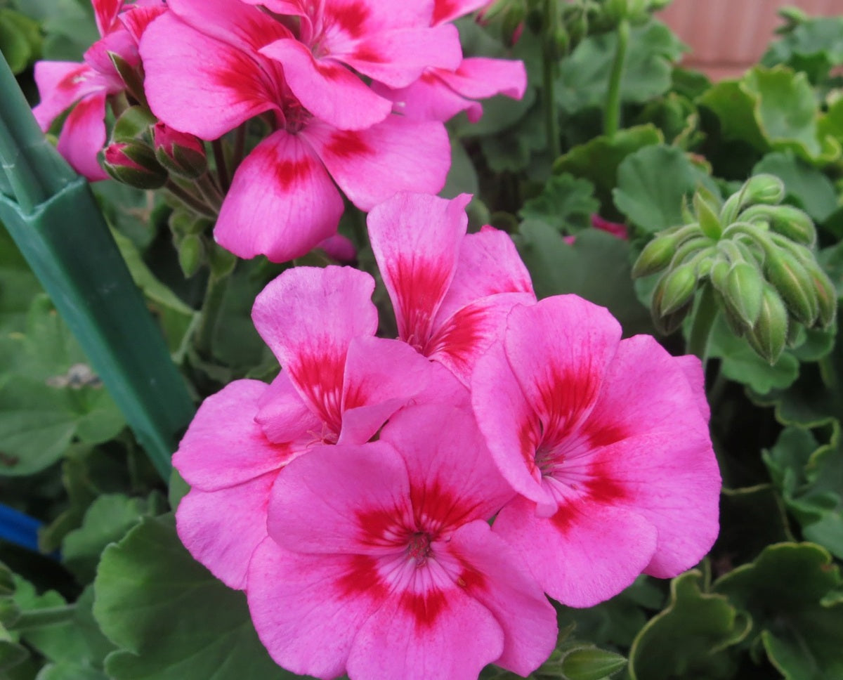 Pelargonium x hybridum - TWOinONE HOT PINK SPLASH - Garden Geranium