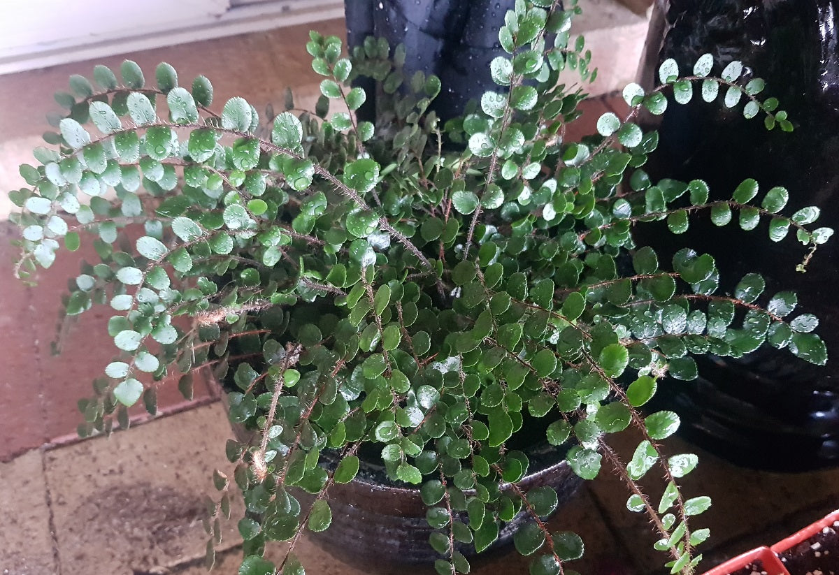 Hemionitis rotundifolia - Button Fern