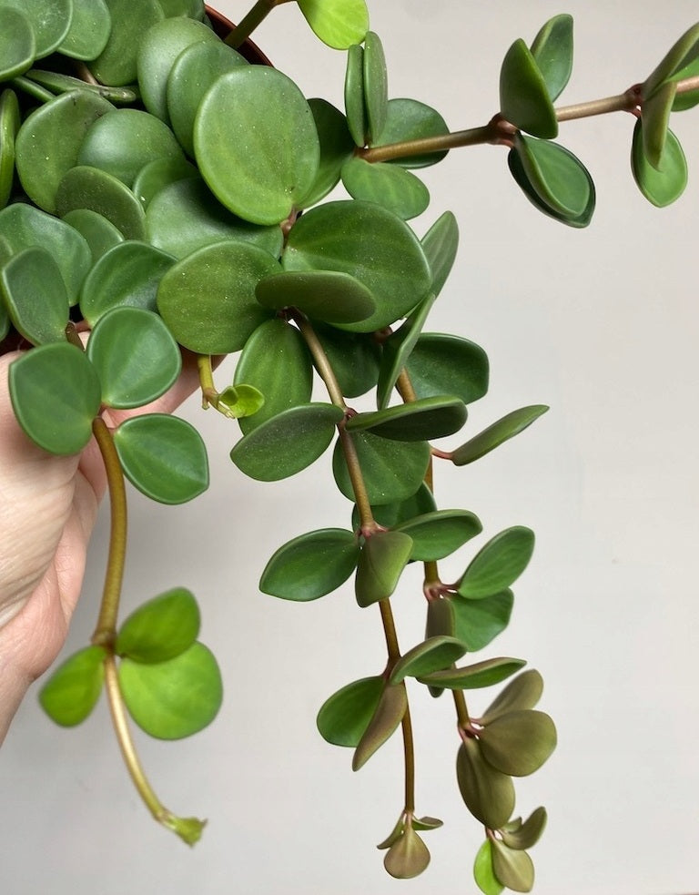 Peperomia deppeana x quadrifolia - HOPE - Cascading Radiator Plant
