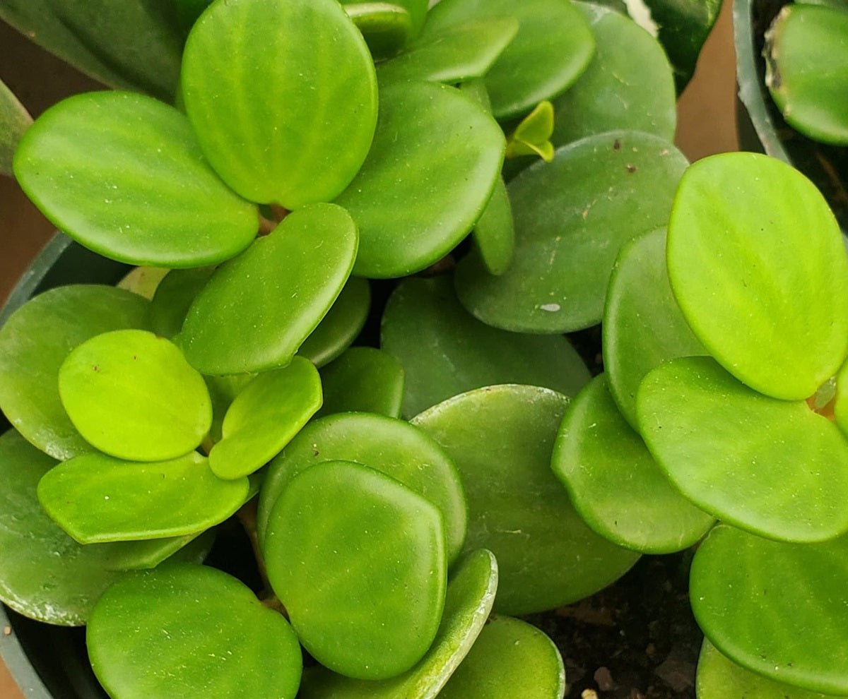 Peperomia deppeana x quadrifolia - HOPE - Cascading Radiator Plant
