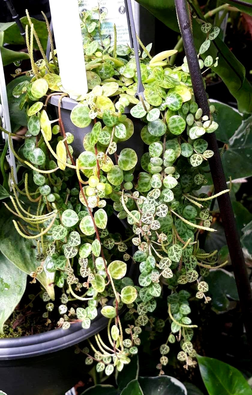 Peperomia prostrata - Jade Necklace Hanging Basket