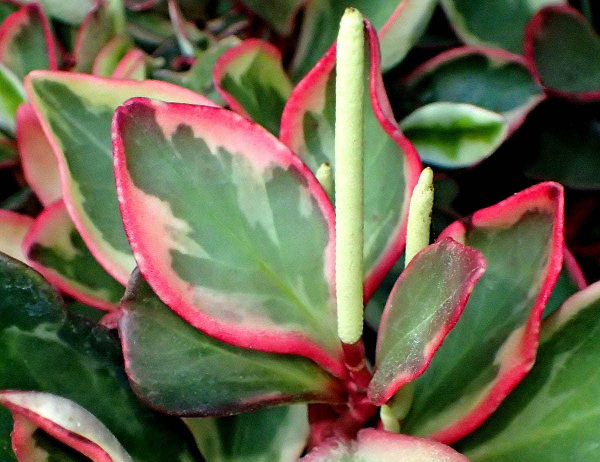 Peperomia clusiifolia - JELLY - Variegated Red-Edge Peperomia