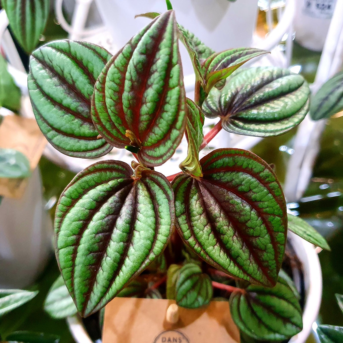 Peperomia albovittata - PICCOLO BANDA - Ivy Leaf Peperomia 'Piccolo Banda' PBR