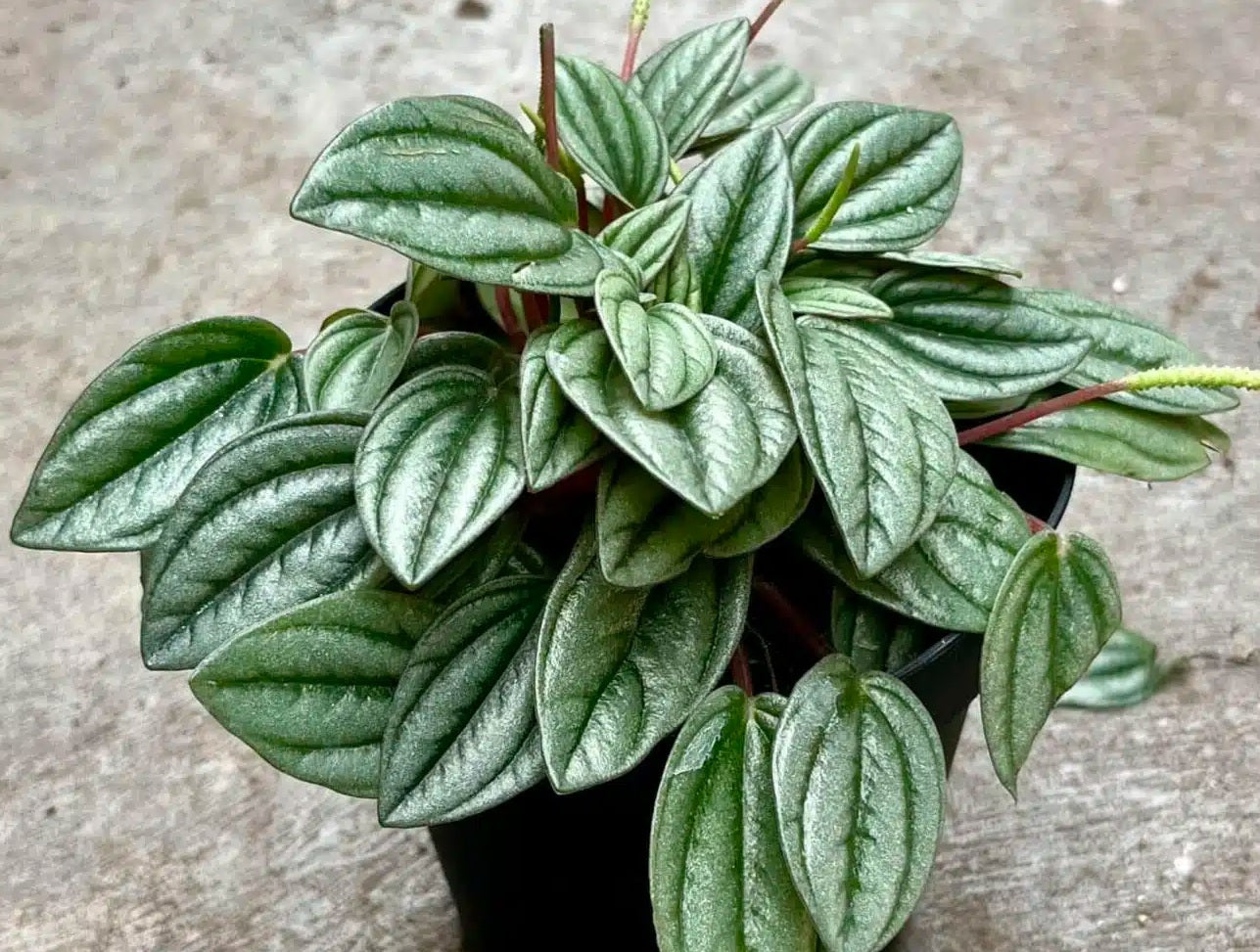 Peperomia marmorata x peruviana - SAN MARINO - Silver Heart Peperomia
