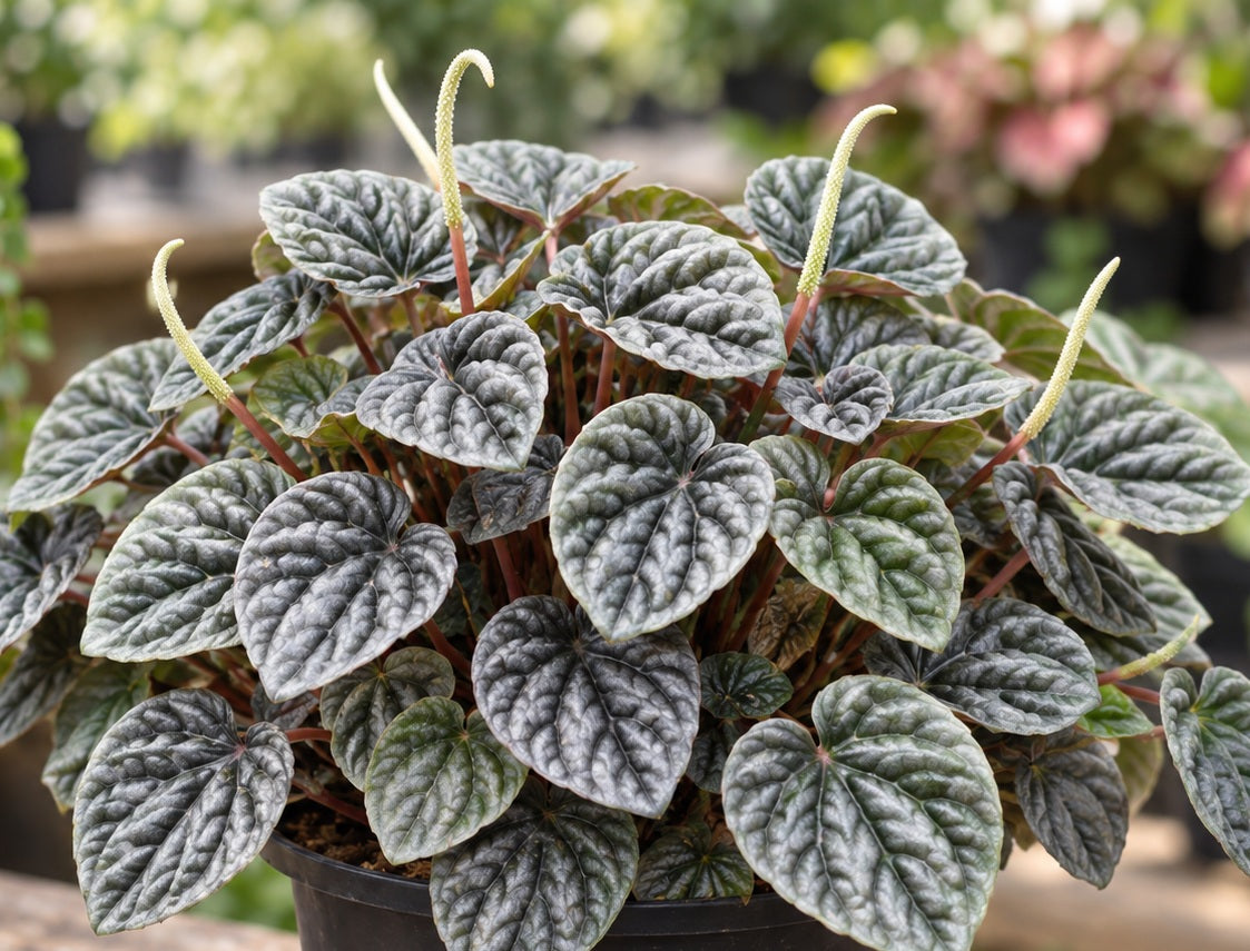 Peperomia caperata - SILVER - Ripple Peperomia