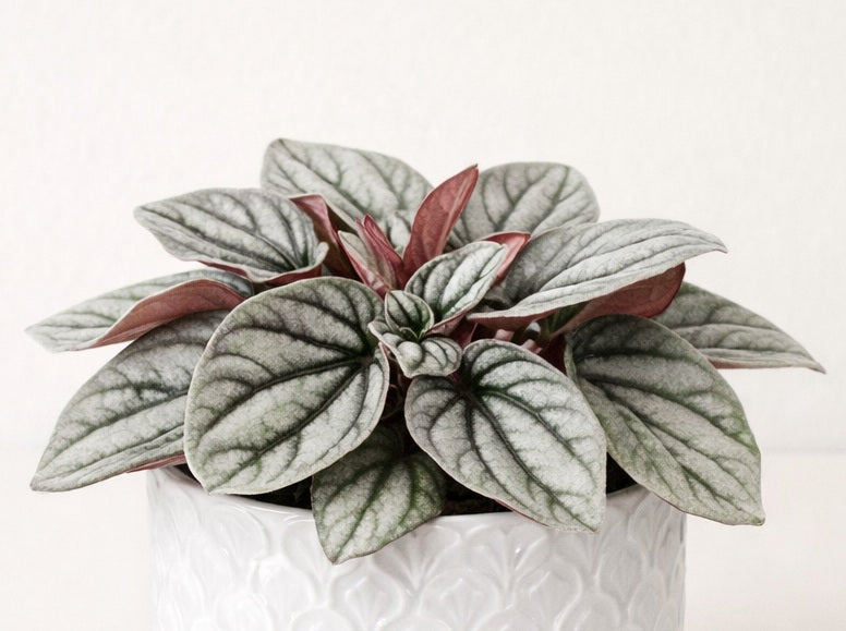 Peperomia marmorata x peruviana - SUNRISE - Silver Heart Peperomia 'Dans-Sunrise' PBR