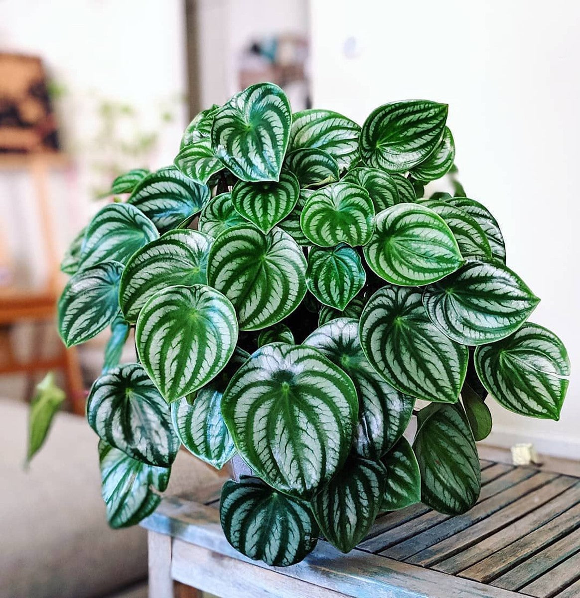Peperomia argyraea - Watermelon Peperomia