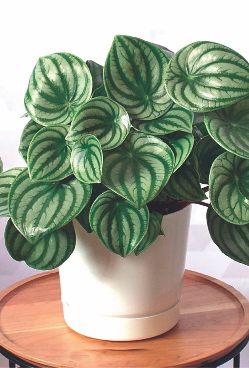 Peperomia argyraea - Watermelon Peperomia