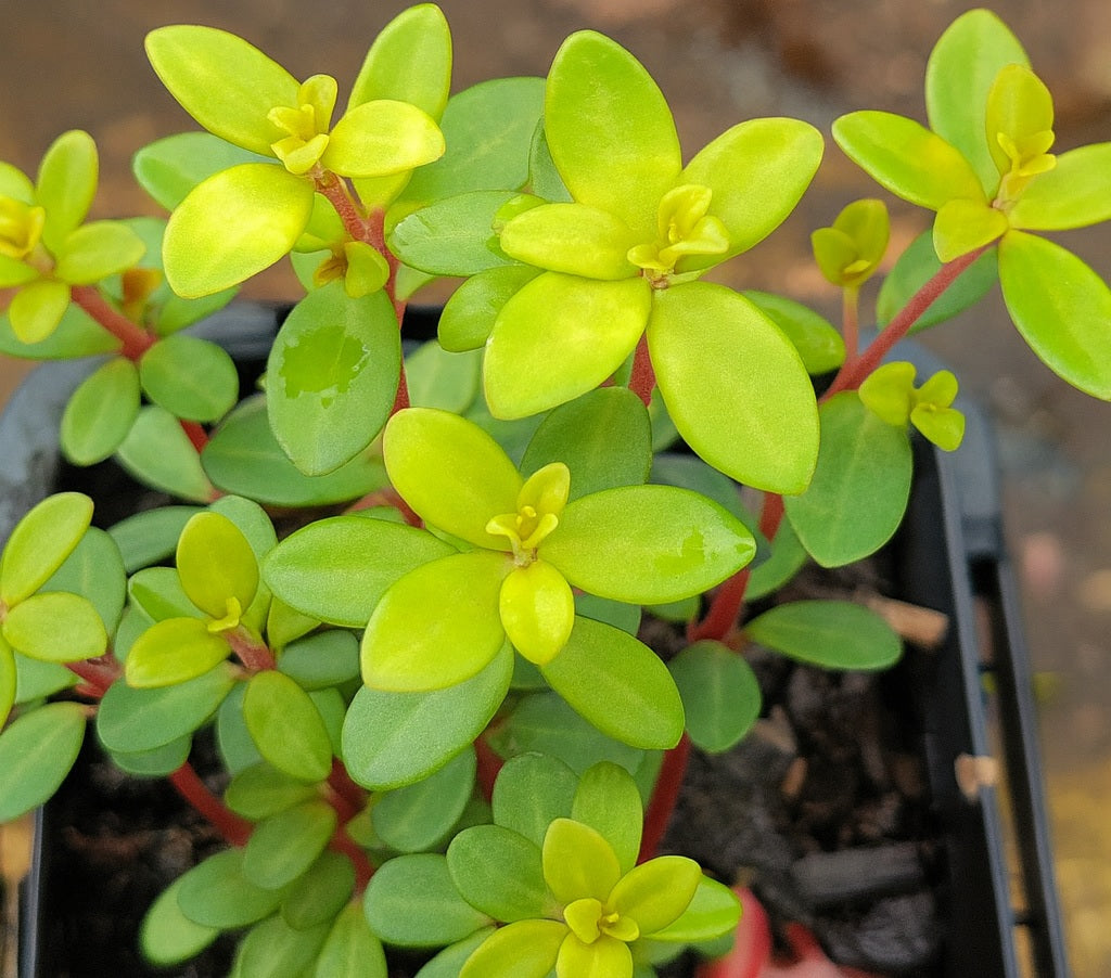 Peperomia hunteriana