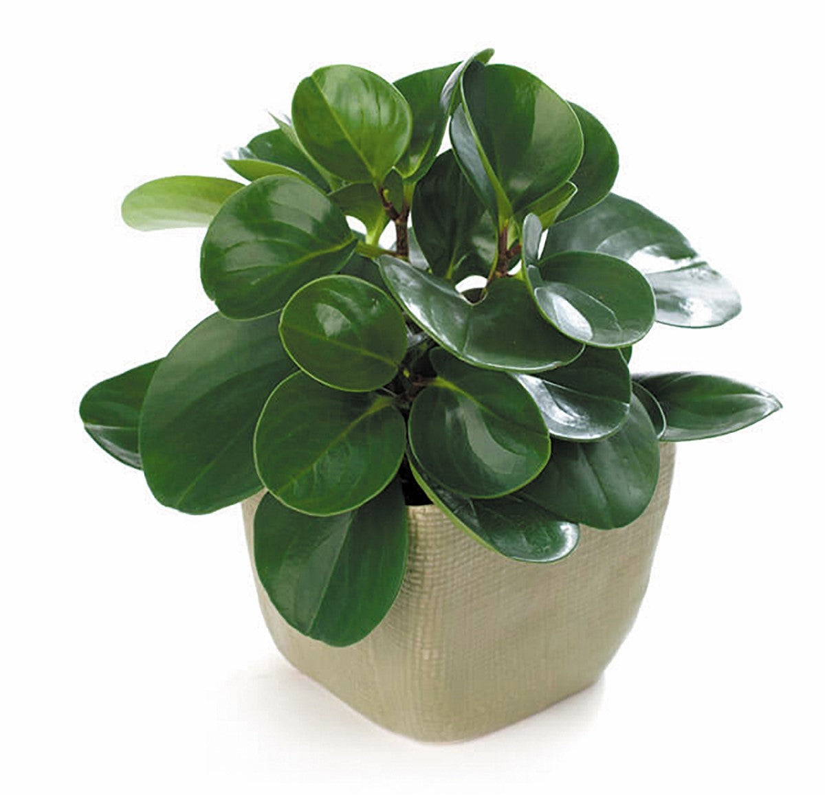 Peperomia obtusifolia - Jade Baby Rubberplant