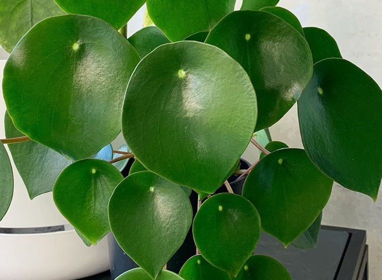 Peperomia polybotrya - Raindrop Peperomia