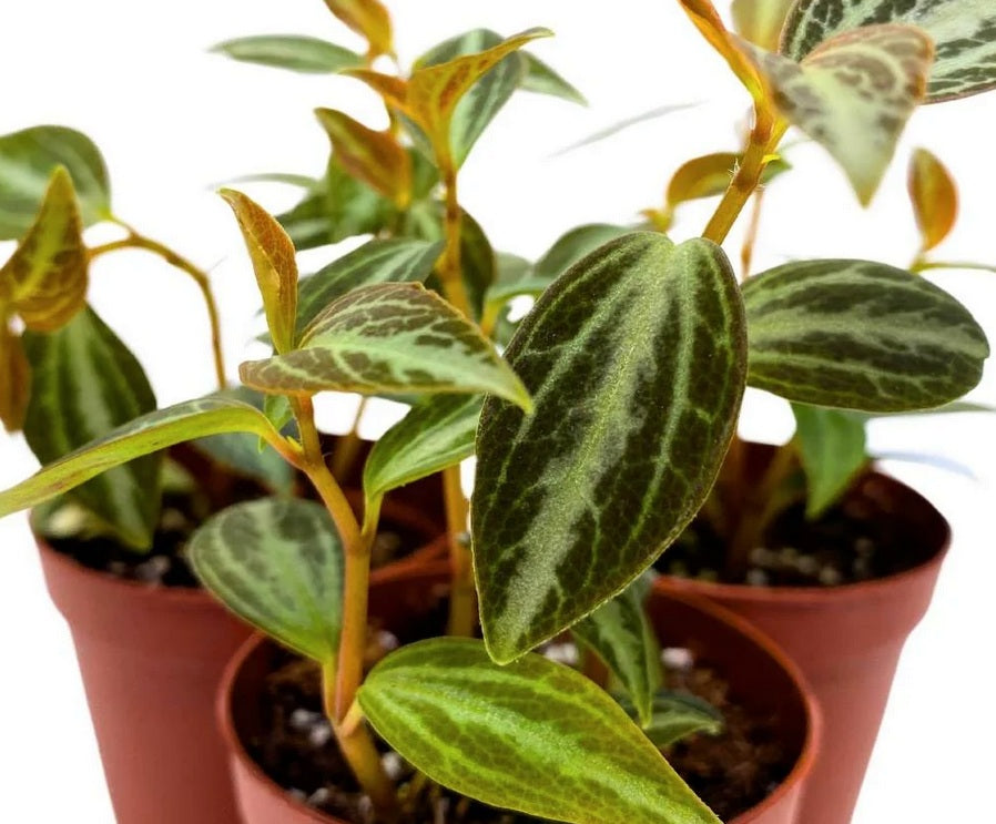 Peperomia trinervis - Dainty Peperomia