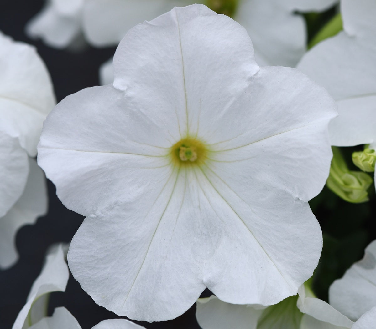 Petunia × atkinsiana - EASY CRAZE WHITE - Garden Petunia