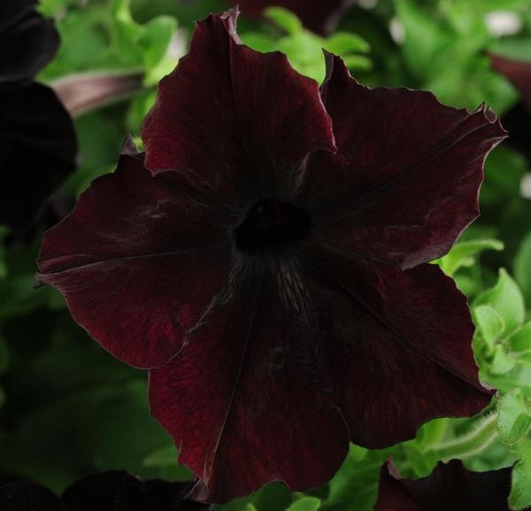 Petunia × atkinsiana - Sophistica® BLACKBERRY - Garden Petunia