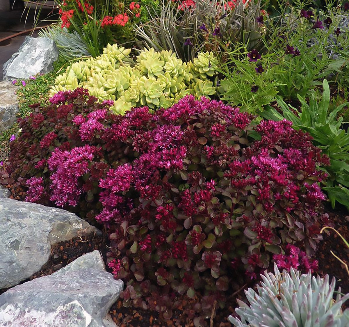 Phedimus spurius - VOODOO - Creeping Stonecrop